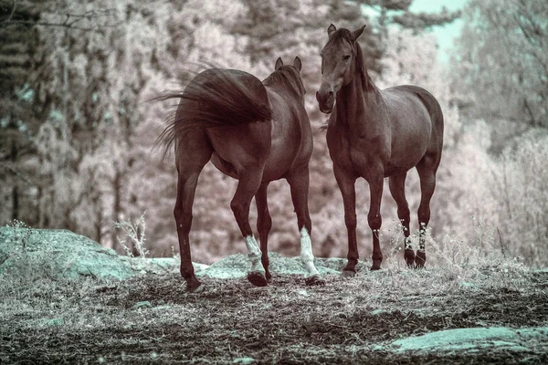 Saludo a caballo —  Fotos de Stock