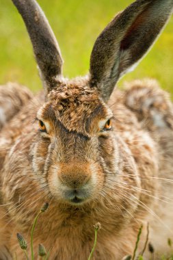 European hare frontal portrait clipart
