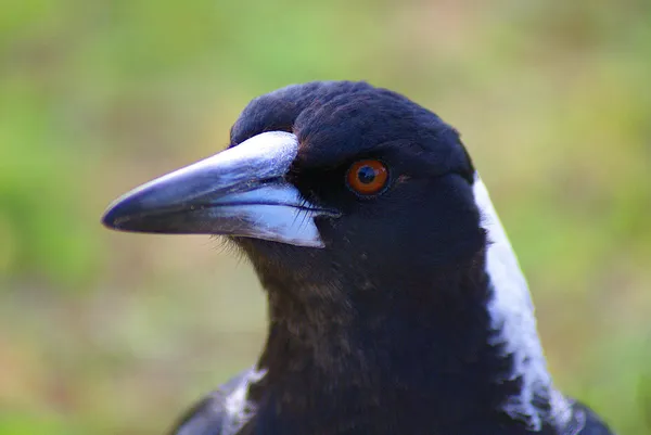 Australiano magpie oblíquo closeup retrato — Fotografia de Stock