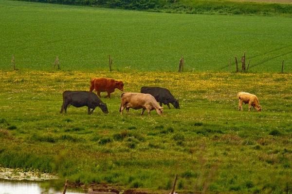 Mucche al pascolo nel pascolo — Foto Stock