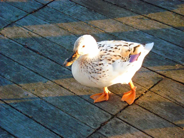 White hybrid duck waddling by — Stock Photo, Image