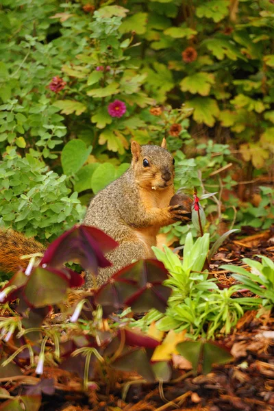 Esquilo se alimentando na natureza — Fotografia de Stock