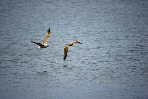 Duas gaivotas em voo — Fotografia de Stock