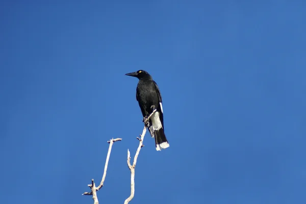 顶上一棵树上的备用公寓的 currawong — 图库照片