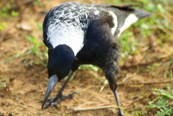 Flétňák australský dolů — Stock fotografie