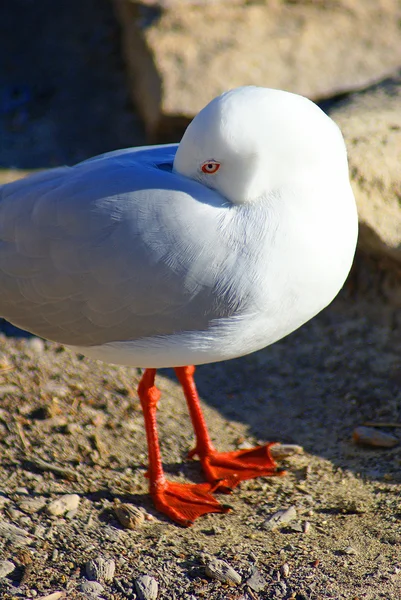 Shy seagull closeup — Stock Photo, Image