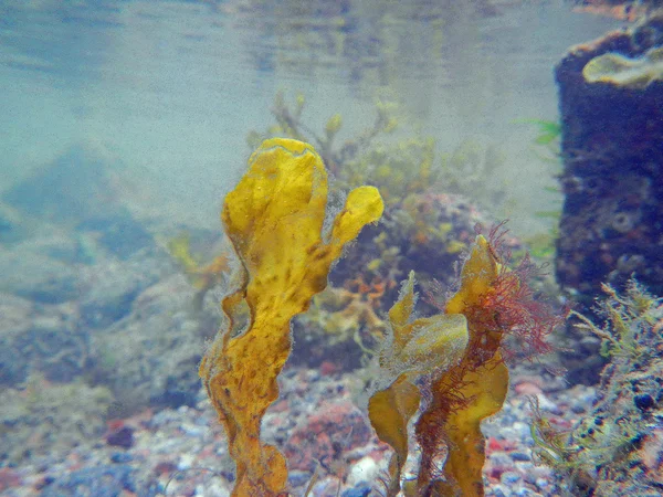 Морские водоросли под водой — стоковое фото
