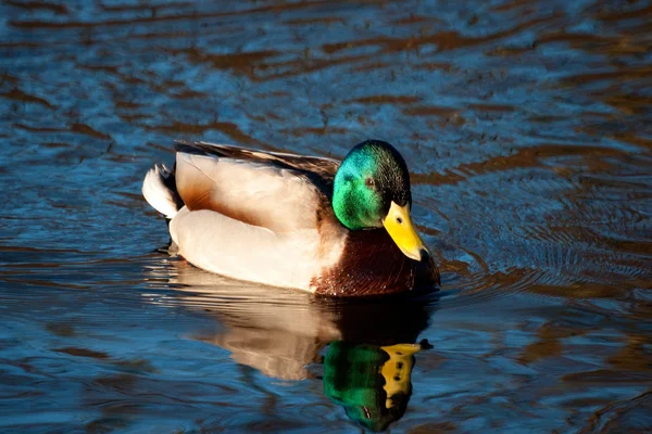 美丽的绿头野鸭德雷克游泳 — 图库照片