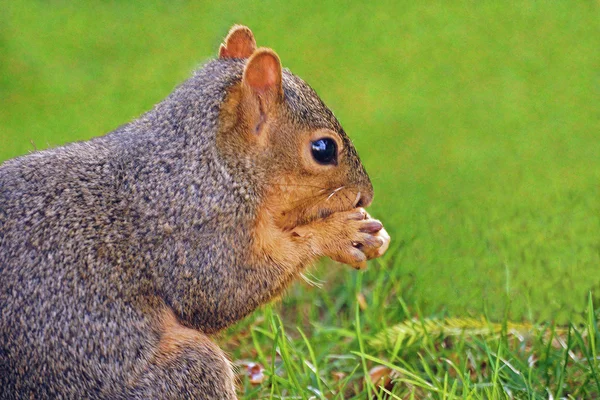 Squirell and a nut — Stock Photo, Image