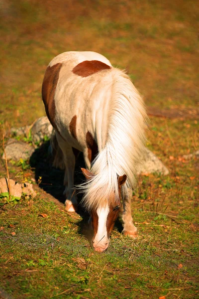 斑点を付けられた馬の放牧 — ストック写真