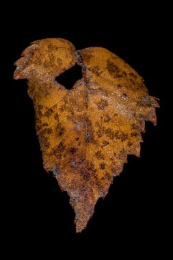 Withered alder leaf closeup clipart