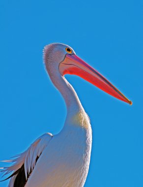 Pelican profile portrait clipart