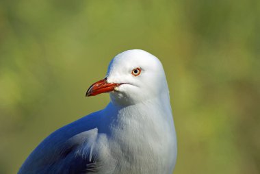 Ring-billed martı portre profil portresi