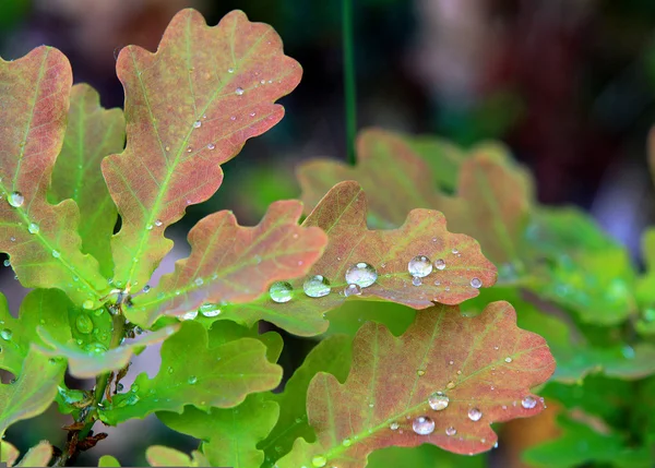 Moist oak leaves closeup — Stock Photo, Image