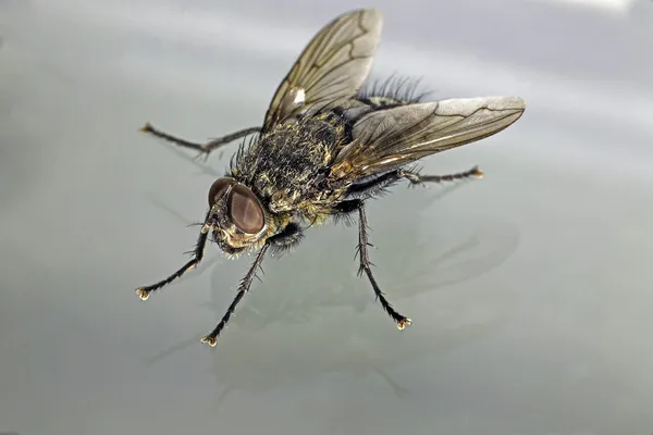 Vista macro oblíqua da mosca da casa contra fundo cinza claro — Fotografia de Stock