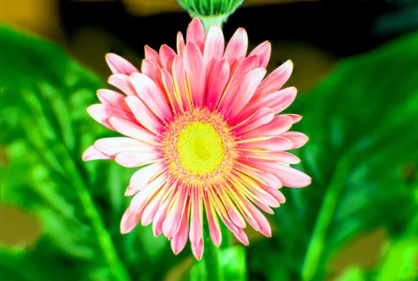 Pink china aster closeup — Stock Photo, Image