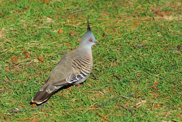 Crested pigeon profile closeup — Stock Photo, Image
