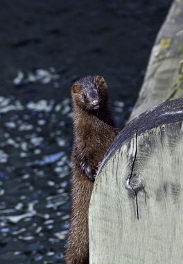 American mink standing by a wooden bridge clipart