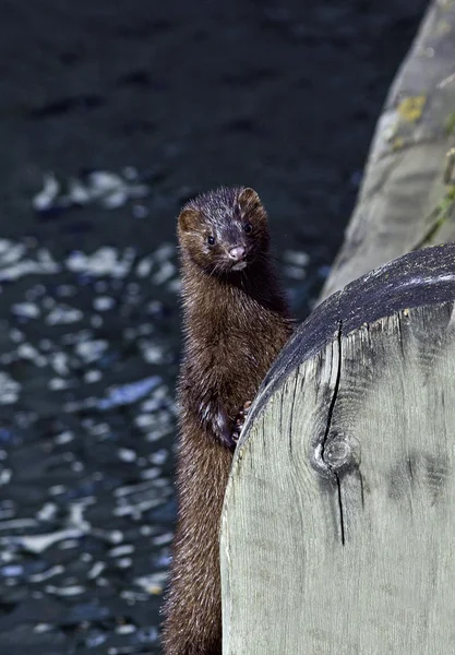 American mink standing by a wooden bridge — Stock Photo, Image