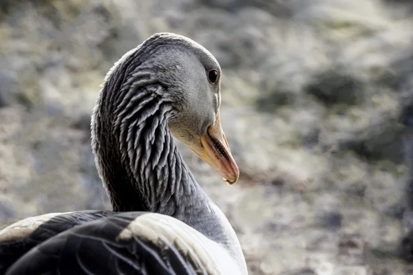 Graylag goose closeup portrait — Stock Photo, Image