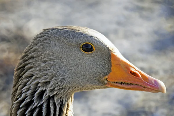 Retrato de perfil de ganso Graylag — Fotografia de Stock