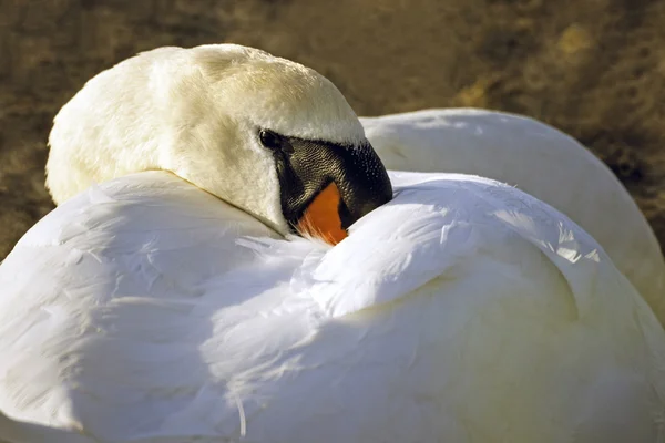 Höckerschwan versteckt sich im eigenen Gefieder — Stockfoto