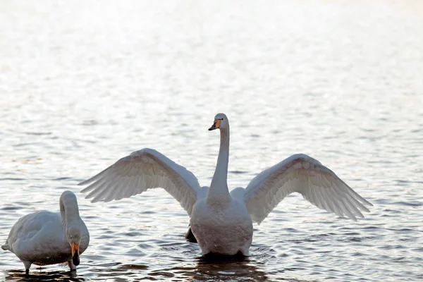 Два лебедя в пруду — стоковое фото