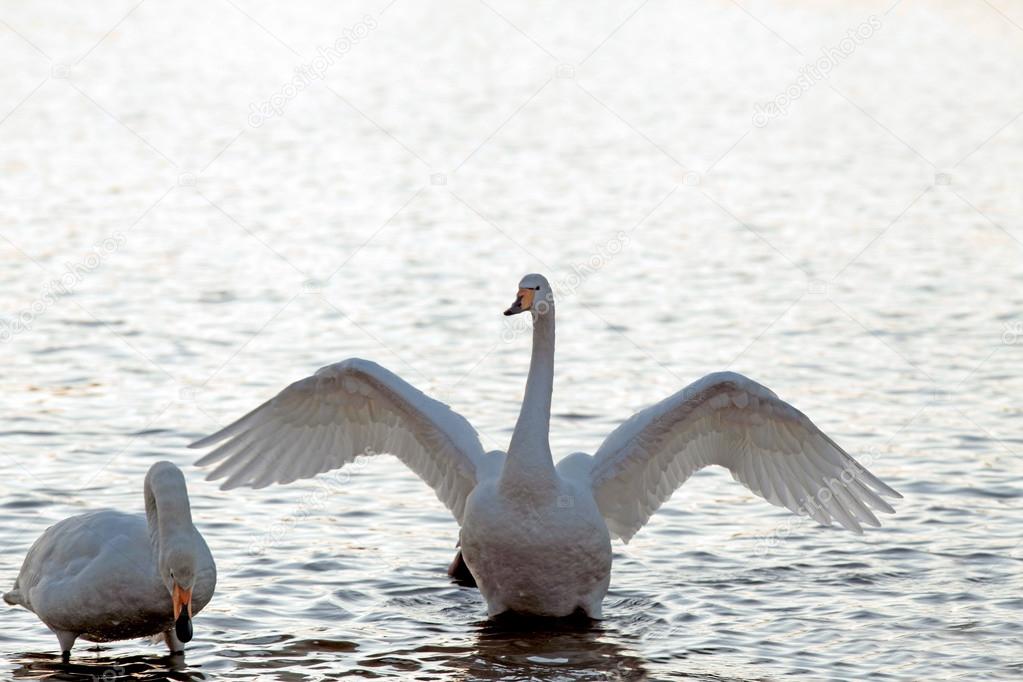Two whooper swans in a pond