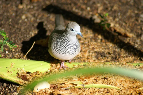 Australian peaceful dove — Stock Photo, Image