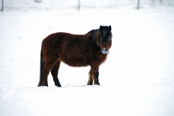 Tmavě kaštanové pony ve sněhu — Stock fotografie