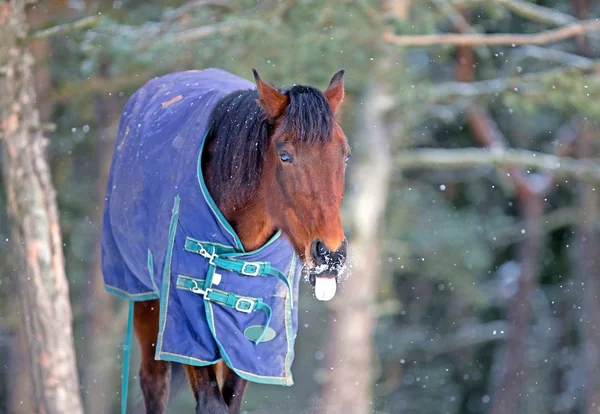 雪の結晶をキャッチ — ストック写真