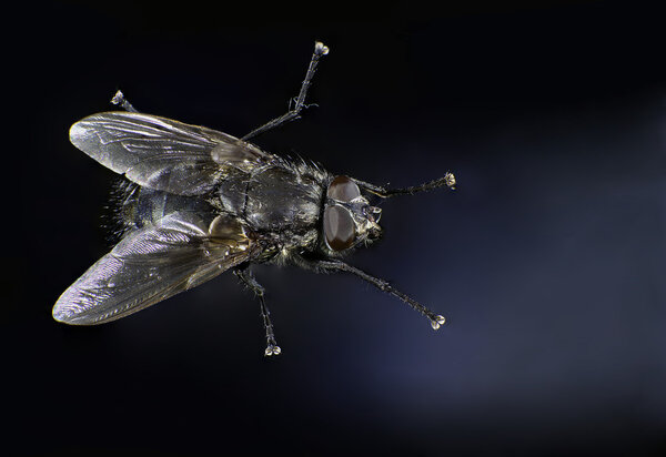 House fly seen from above macro