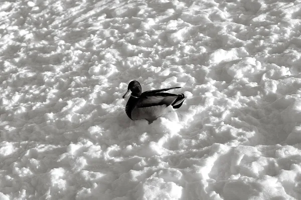 Canard colvert dans la neige — Photo