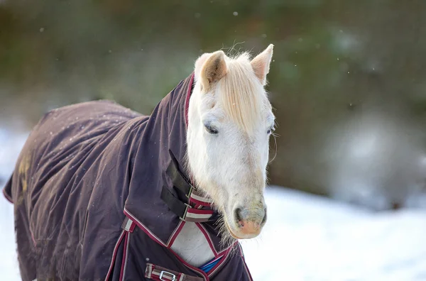 Porträt eines weißen Pferdes im Winter — Stockfoto