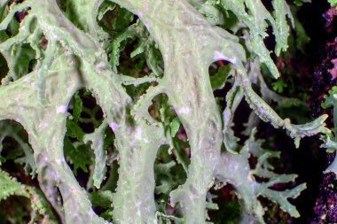 Oakmoss lichen macro clipart