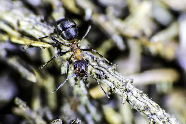 Rode hout mier op een takje — Stockfoto
