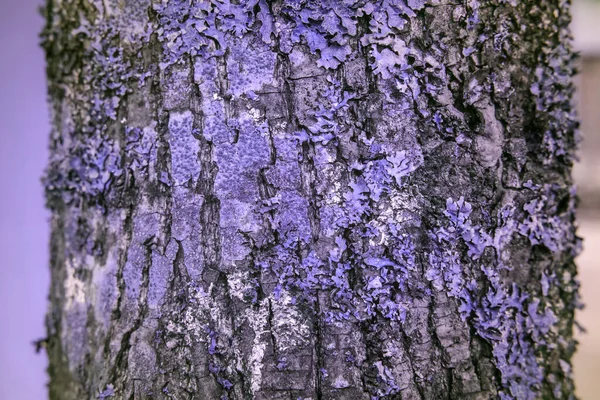 反射紫外線写真の木の上の地衣類 — ストック写真