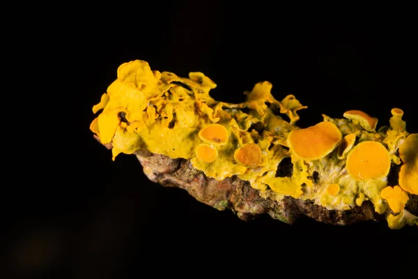 Common Yellow Lichen Branch Close — Stock Photo, Image