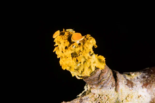 Common Yellow Lichen Branch Close — Stock Photo, Image