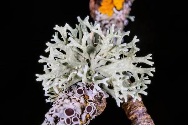 Lichen Branch Close — Stock Photo, Image