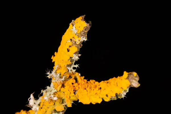 Common Yellow Lichen Branch Close — 图库照片