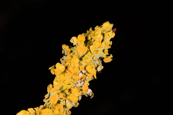 Common Yellow Lichen Branch Close — Stock Photo, Image