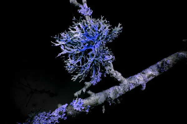 冬のライヘンの紫外線マクロ — ストック写真