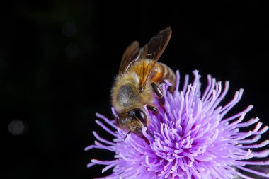 Çiçek arayan bir bal arısı