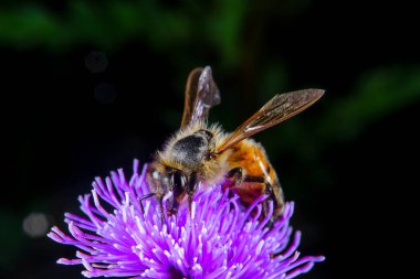 Çiçek arayan bir bal arısı