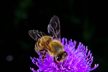 Çiçek arayan bir bal arısı