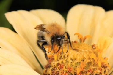 Çiçek arayan bir bal arısı