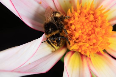 Çiçek arayan bir bal arısı