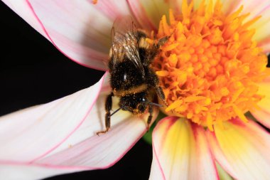 Çiçek arayan bir bal arısı