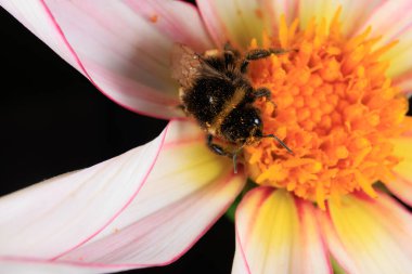 Çiçek arayan bir bal arısı